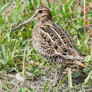 Pin-tailed Snipe